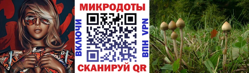 Купить  Сураж  Галлюциногенные грибы Magic Shrooms 